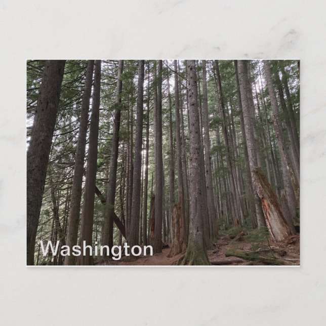 Postal Estado de Washington (Anverso)