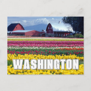 Postal Estado de Washington   Campo de Tulipanes