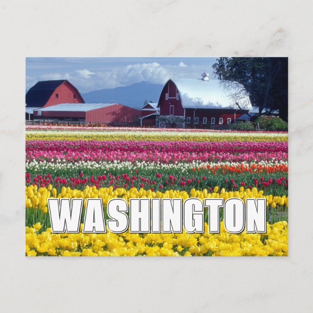 Postal Estado de Washington | Campo Tulip | Gracias (Anverso)