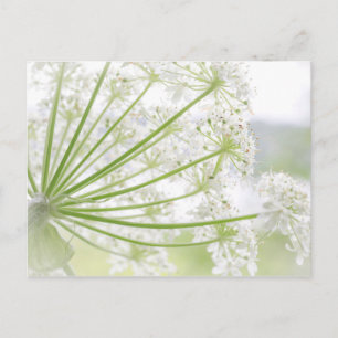 Postal Estados Unidos, Alaska, Parque Nacional Glacier Ba