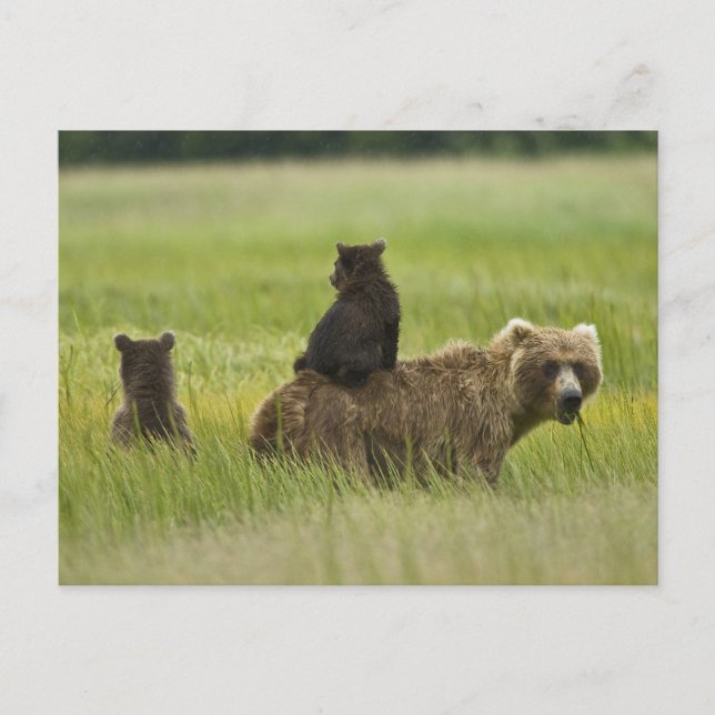 Postal Estados Unidos, Alaska, Parque Nacional Lake Clark (Anverso)