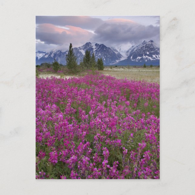 Postal Estados Unidos, Alaska, Valle del Río Alsek. Vista (Anverso)