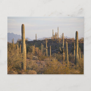 Postal Estados Unidos, Arizona, desierto de Sonoran, jo, 