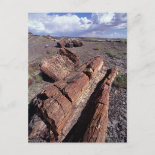 Postal Estados Unidos, Arizona, Parque Nacional del Bosqu