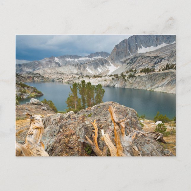 Postal Estados Unidos, California, Bosque Nacional Inyo. (Anverso)