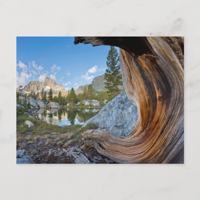 Postal Estados Unidos, California, Bosque Nacional Inyo.  (Anverso)
