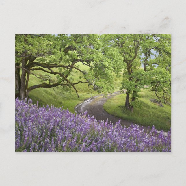 Postal Estados Unidos, California, Parque Nacional Redwoo (Anverso)