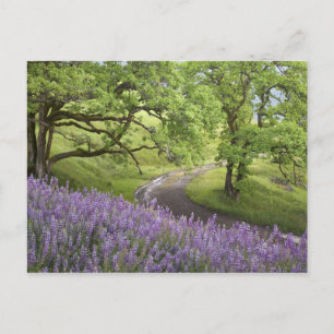 Postal Estados Unidos, California, Parque Nacional Redwoo