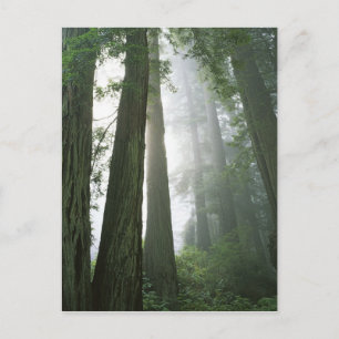 Postal Estados Unidos, California, Parque Nacional Redwoo