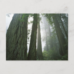 Postal Estados Unidos, California, Parque Nacional Redwoo