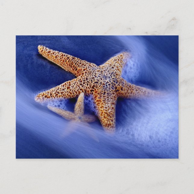 Postal Estados Unidos, Carolina del Sur, isla Hilton Head (Anverso)