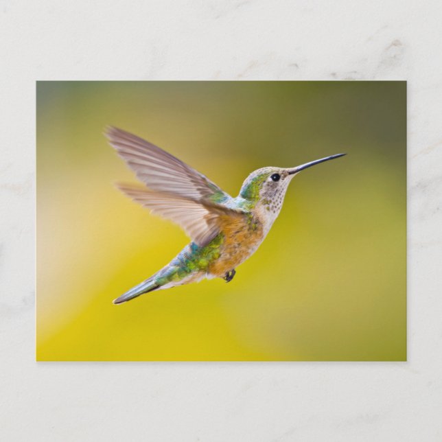 Postal Estados Unidos, Colorado, Condado de la Cumbre, He (Anverso)