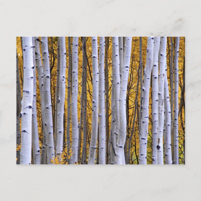 Postal Estados Unidos, Colorado, Montañas Rocosas. Escena (Anverso)