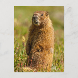 Postal Estados Unidos, Colorado, Montañas San Juan