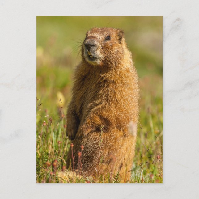 Postal Estados Unidos, Colorado, Montañas San Juan (Anverso)