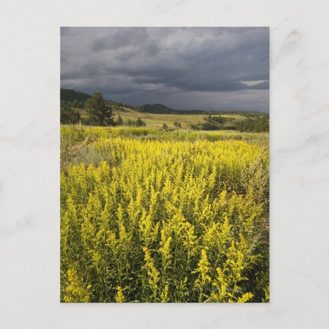 Postal Estados Unidos, Dakota del Sur, Flores y tormenta (Anverso)