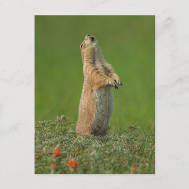 Postal Estados Unidos, Dakota del Sur, Parque Estatal Cus (Anverso)