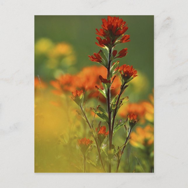 Postal Estados Unidos, Michigan, Isla Drummond, Llanuras  (Anverso)