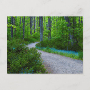 Postal Estados Unidos, Michigan. Ruta A Través Del Bosque
