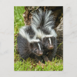 Postal Estados Unidos, Minnesota, Sandstone, Vida silvest