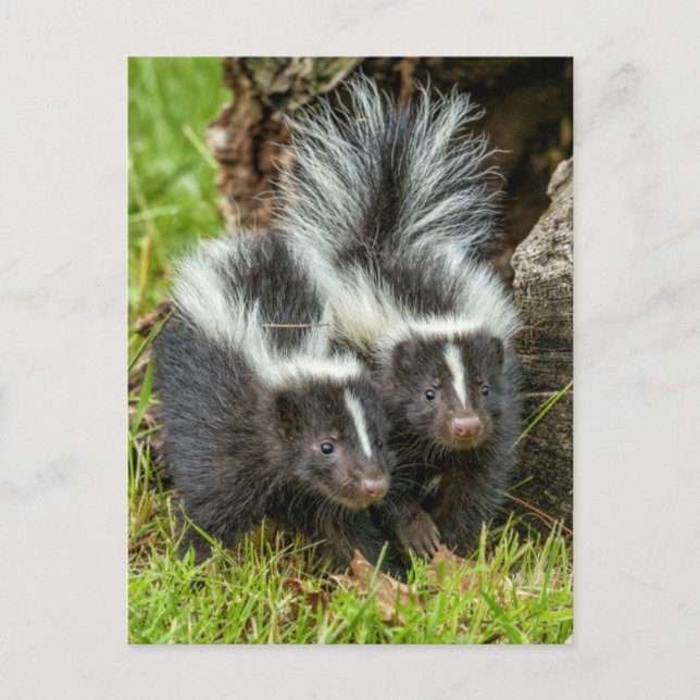 Postal Estados Unidos, Minnesota, Sandstone, Vida silvest (Anverso)