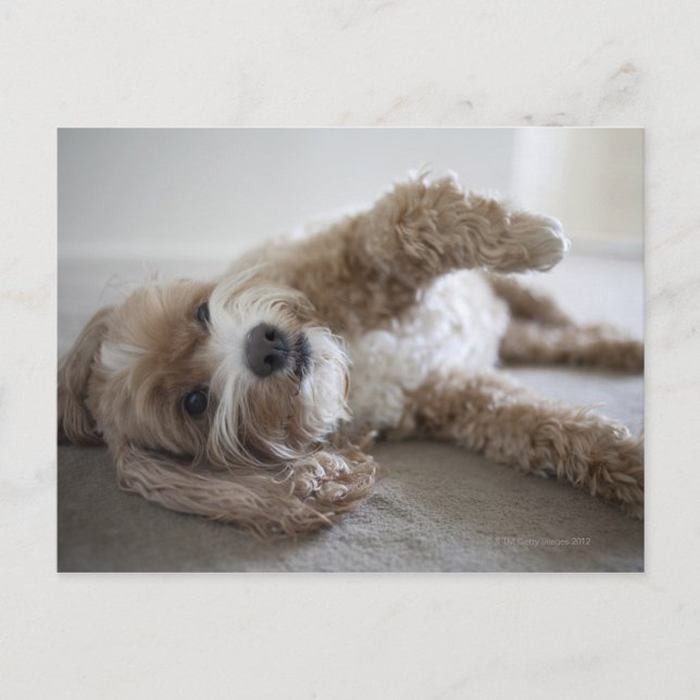 Postal Estados Unidos, Nueva York, Nueva York, Brooklyn,  (Anverso)