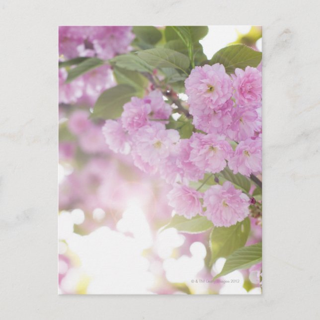 Postal Estados Unidos, Nueva York, Nueva York, Clausura d (Anverso)