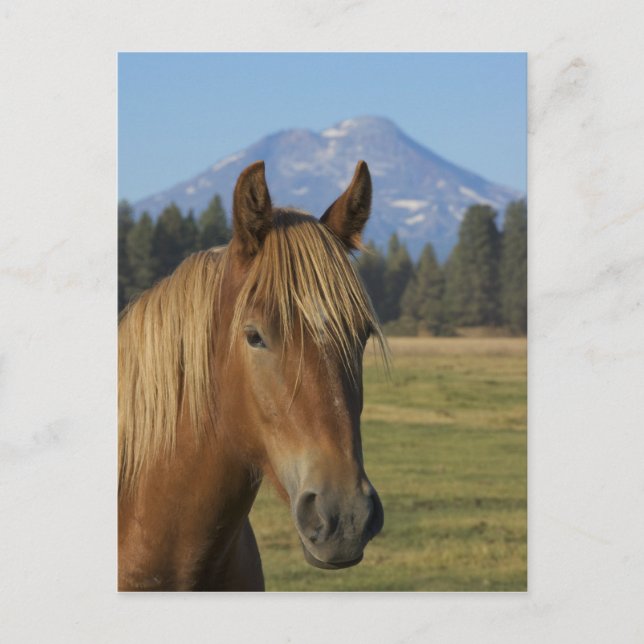 Postal Estados Unidos, Oregón, Hermanas, vista de las Tre (Anverso)