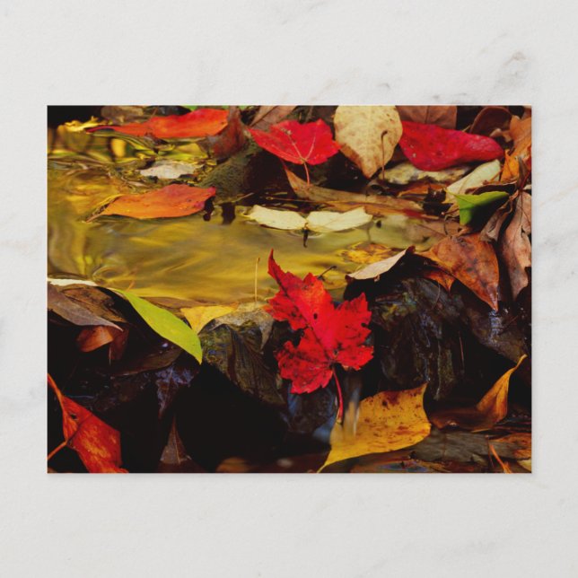 Postal Estados Unidos, Pensilvania, Montañas Pocono 1 (Anverso)