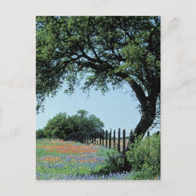 Postal Estados Unidos, Texas, Texas Hill Country Paintcel (Anverso)