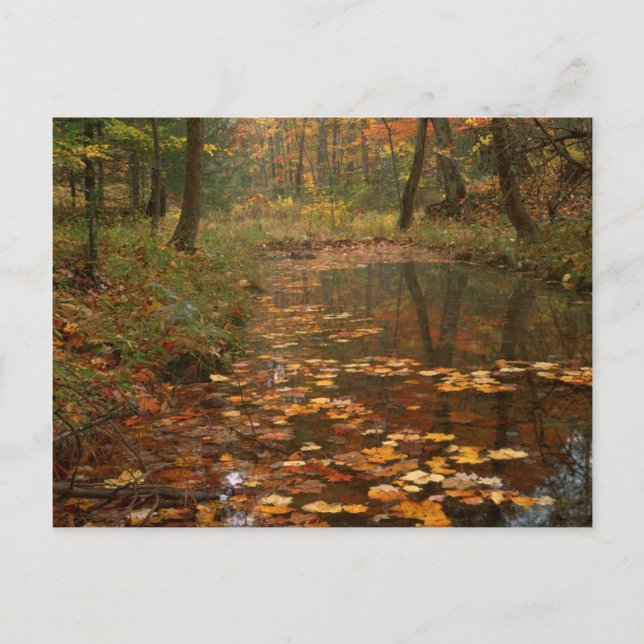 Postal Estados Unidos, Virginia, Otoño En El Parque Estat (Anverso)