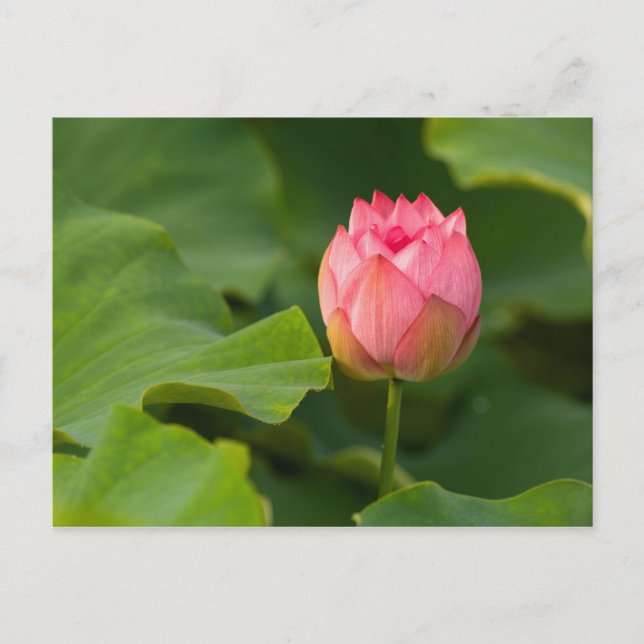 Postal Estados Unidos, Washington, Kenilworth (Anverso)