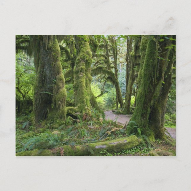 Postal Estados Unidos, Washington, Parque Nacional Olímpi (Anverso)