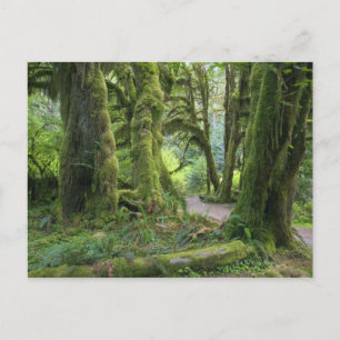 Postal Estados Unidos, Washington, Parque Nacional Olímpi