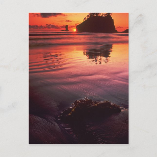 Postal Estados Unidos, Washington, Parque Nacional Olímpi (Anverso)