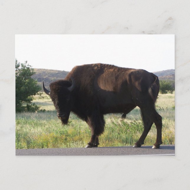 Postal estadounidense Bison Oklahoma (Anverso)