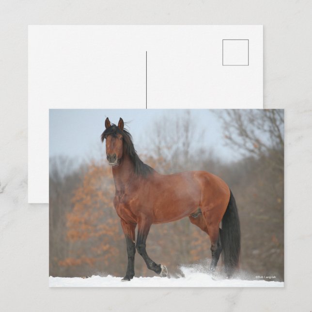Postal Estallido andaluz en la bahía de nieve (Anverso / Reverso)