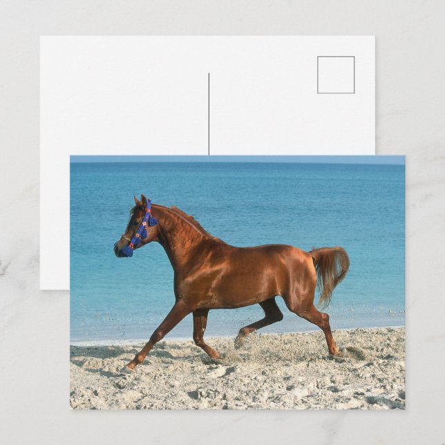 Postal Estallido árabe castaño corriendo en la playa (Anverso / Reverso)