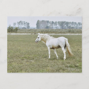 Postal Estallido de Camargue
