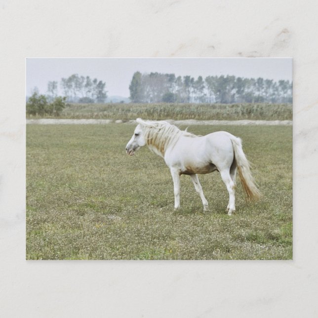 Postal Estallido de Camargue (Anverso)