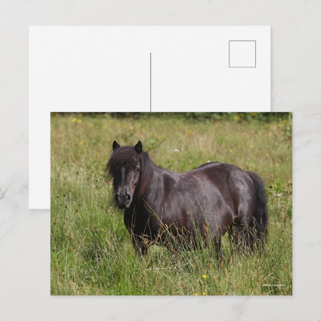 Postal Estallido de Shetland negro en la hierba (Anverso / Reverso)