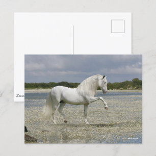 Postal Estallido gris andaluz parado en lago