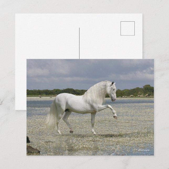 Postal Estallido gris andaluz parado en lago (Anverso / Reverso)