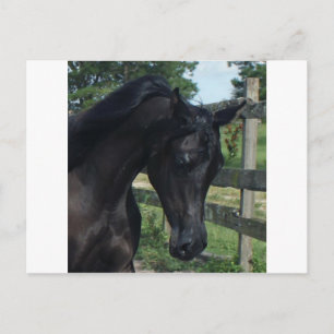 Postal Estallión joven de Black Arabian