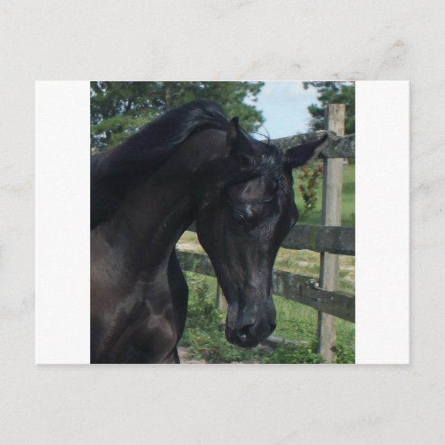 Postal Estallión joven de Black Arabian (Anverso)