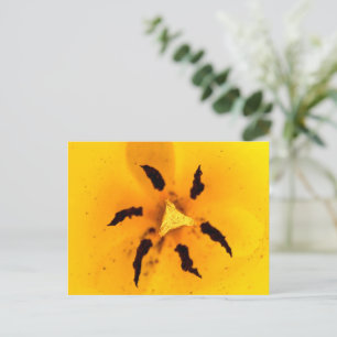Postal Estambre de tulipán y polen
