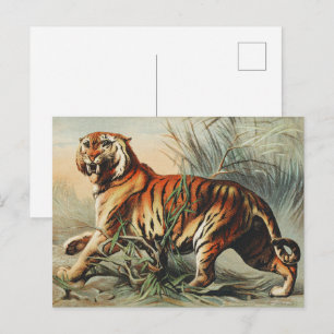 Postal Estampa de arte naturalista del tigre real de Beng