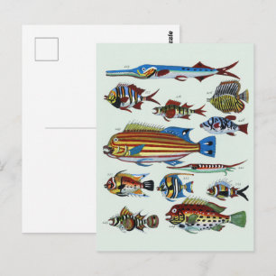 Postal Estampa de Historia Natural de Peces Exóticos Colo