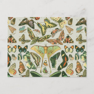 Postal Estampa de patrón de mariposa polilla vintage