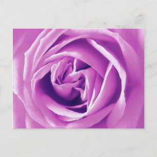 Postal Estampa de rosa lavanda